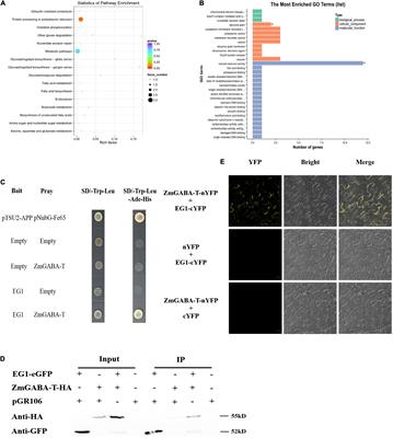 An Aminobutyric Acid Transaminase in Zea mays Interacts With Rhizoctonia solani Cellulase to Participate in Disease Resistance